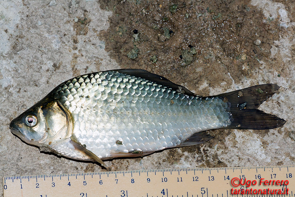 Lepomis gibbosus e Carassius auratus